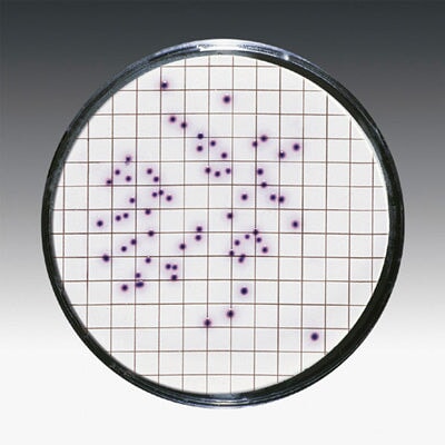 Sartorius 11406--47----ACR Gridded Sterile Cellulose Nitrate Membrane Filter, 0.45 um, 47 mm, 1000/pk