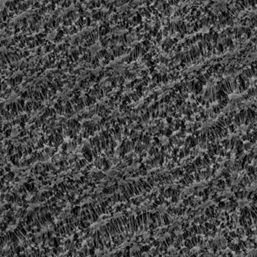 GVS 1215488 PTFESep™, Filtration Membrane, Polytetrafluoroethylene 90mm 0.22 µm