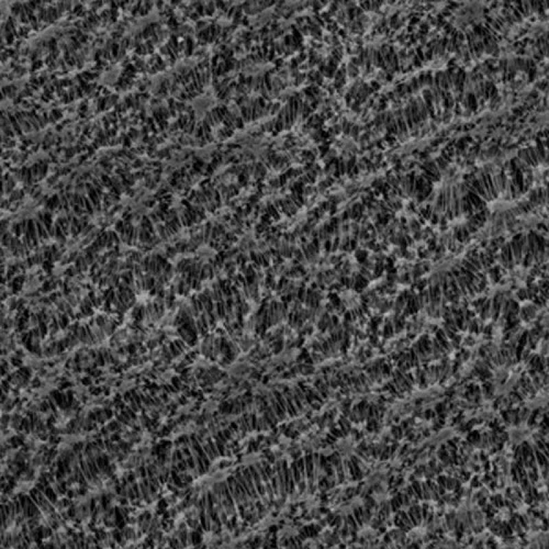 GVS 1267681 Hydrophobic PTFE Filter Membrane 0.2 µm, (50/Pack)